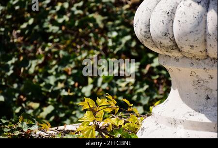 decorative yellow and green  ivy and vine climber plant on beige stone surface. dense green foliage. fresh spring scene. blurred green background. Stock Photo