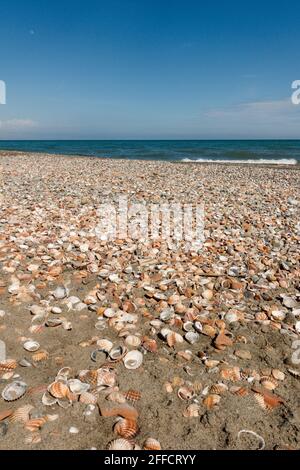 Common Cockle Shells (Cerastoderma edula), on beach in bay of Malaga, Andalucia, Spain. Stock Photo