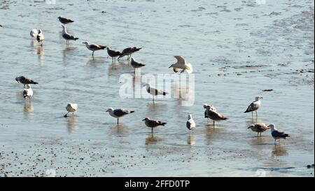 Adult Herring Gull in summer plumage flies in to join a group foraging on the beach. The group includes juveniles. They are on conservation Red List. Stock Photo