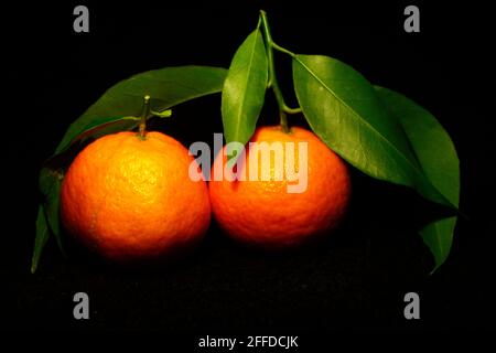 two tangerines with green leaves up isolated on black Stock Photo