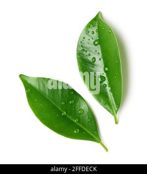 fresh green leaves with water drops isolated on white background, top view Stock Photo