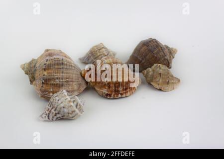 Six shells isolated on white background Stock Photo