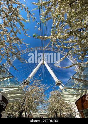 London, UK. 24th Apr, 2021. London Eye under blue skies on a warm and sunny day in the capital. According to the Met Office, temperatures are to soar to 19C during the mini-heatwave on the second weekend following easing of Covid-19 restrictions. Credit: Dinendra Haria/Alamy Live News Stock Photo