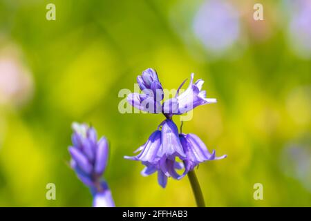 Close-up a pair of purple Common Bluebell, Hyacinthoides non-scripta, blooming in a dark forest. Stock Photo