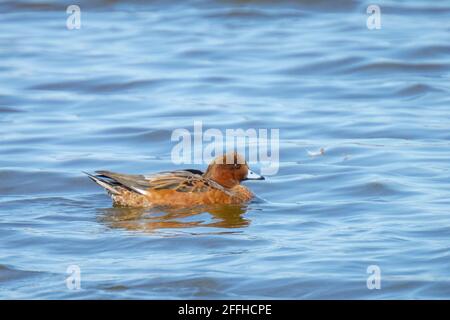 A Eurasian wigeon Mareca penelope swimming on water Stock Photo