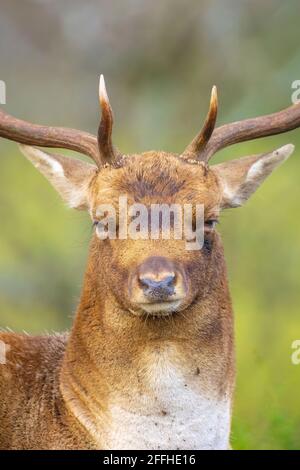 Closeup portrait of a Fallow deer, Dama Dama, male during rutting season. The Autumn sunlight and nature colors are clearly visible on the background. Stock Photo