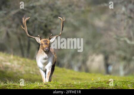 Fallow deer Dama Dama male stag during rutting season. The Autumn sunlight and nature colors are clearly visible on the background. Stock Photo