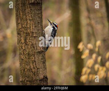 small Downy woodpecker on tree in woods Stock Photo