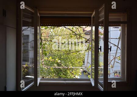 Open window on the house with a view of the kiwi vine growing from the outside of the window and sunny spring day Stock Photo