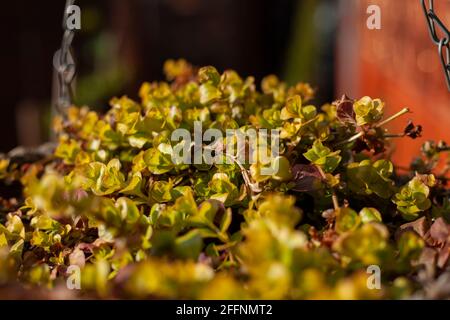 Lysimachia nummularia - Common name - Creeping Jenny on a sunny spring day Stock Photo