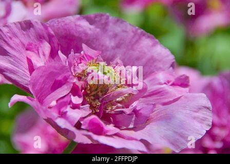 A close up view of a double petalled pink poppy blooming in early summer  in Thunder Bay, Ontario, Canada in early summer. Stock Photo