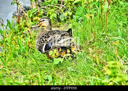 After a swim, a mother duck is sitting on the grass and lifting up her body so all her babies can hide under her feathers and get warm.. Stock Photo