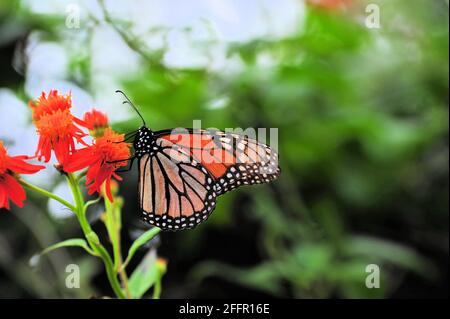 An endangered Monarch butterfly sitting on an orange flower to fuel up before it goes North. Stock Photo