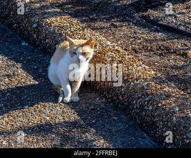 Calico cat on a curb in the late evening shadows Stock Photo