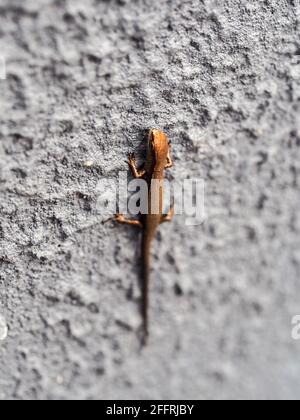 A tiny, probably young, shiny coppery coloured Garden Skink climbing a grey wall in an Australian Garden. Sun loving lizard Stock Photo