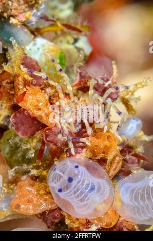 Sea Spider, Endeis flaccida, mimics the sea squirt Clavellina moluccensis, Anilao, Batangas, Philippines, Pacific Stock Photo