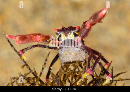 Black coral crab, Quadrella maculosa, Anilao, Batangas, Philippines, Pacific Stock Photo