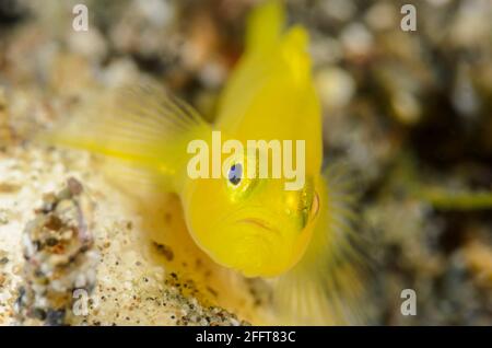 Lemon goby, Lubricogobius exiguus, Anilao, Batangas, Philippines, Pacific Stock Photo