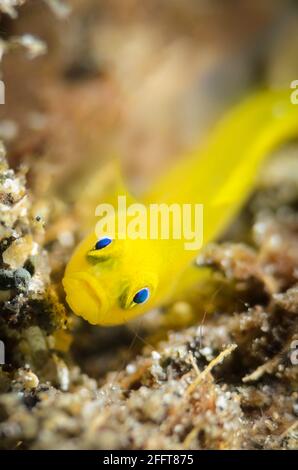 Lemon goby, Lubricogobius exiguus, Anilao, Batangas, Philippines, Pacific Stock Photo