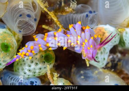 Sea slug or nudibranch, Trinchesia sibogae, Anilao, Batangas, Philippines, Pacific Stock Photo
