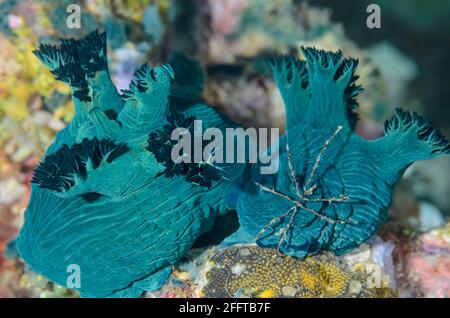 Mating sea slugs or nudibranchs, Nembrotha milleri, with a sea spider, Anilao, Batangas, Philippines, Pacific Stock Photo