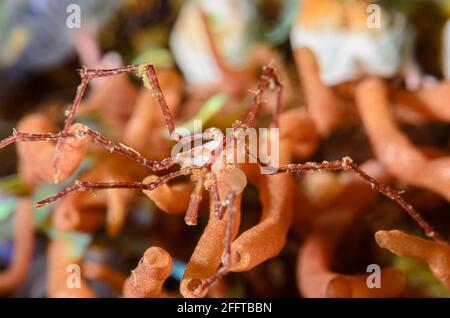 Sea Spider, Pantopoda, carrying eggs, Anilao, Batangas, Philippines, Pacific Stock Photo