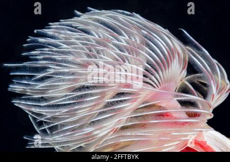 Magnificent tube worm, Protula magnifica, Anilao, Batangas, Philippines, Pacific Stock Photo