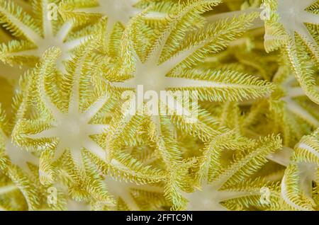 Soft coral polyps, Xenia sp., Anilao, Batangas, Philippines, Pacific Stock Photo