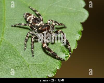 Superb Jumping Spider. Stock Photo