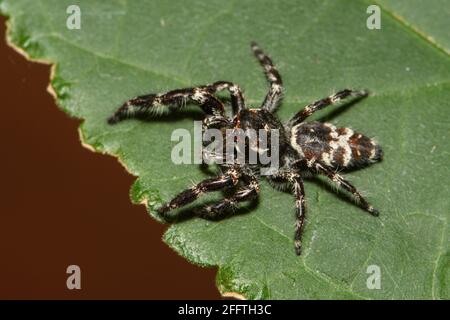 Superb Jumping Spider. Stock Photo