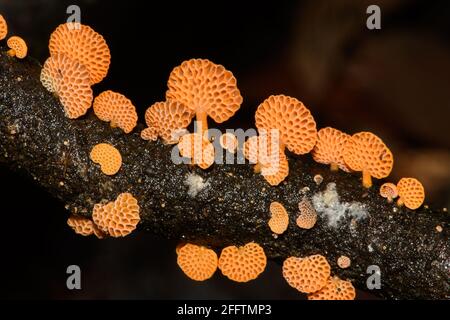 Orange Pore Fungus on fallen deadwood. Stock Photo