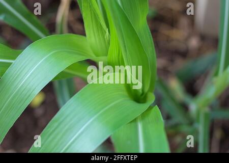 Top view of the young shoots of the green corn plant Stock Photo