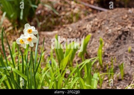 Close up isolated image of a cluster of white daffodils in a garden with piles of fertilizers and compost heaped behind them. Spring gardening, landsc Stock Photo