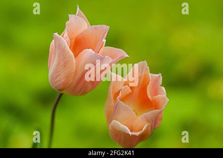 Two pale orange colored hybrid tulip flowers at full blossom. Close up image with shallow depth of field creates a moody atmosphere suitable for love, Stock Photo
