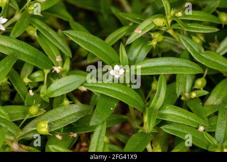 Old World Diamond Flower of the species Oldenlandia corymbosa Stock Photo