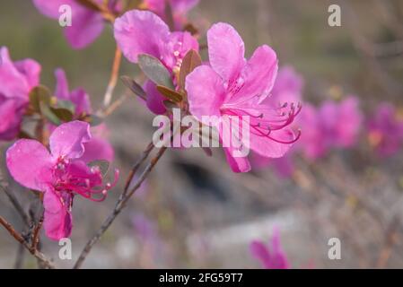 Beautiful branch of siberian wild rosemary (Rhododendron Ledebour) with bright delicate spring pink purple flowers close-up on blurred background Stock Photo