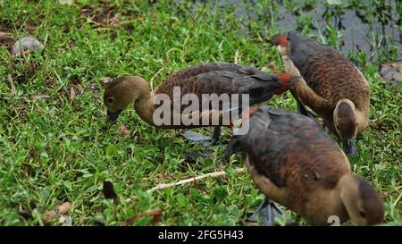 Group of Lesser Whistling Duck eating grass leaf and walking on dirt land at lakeside, Three brown ducks on the meadow, Water bird in Thailand Stock Photo