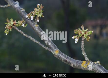 White and green  buds on cherry tree branches. Blur background Stock Photo