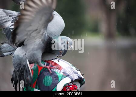 two pigeons sit on the boy's head Stock Photo
