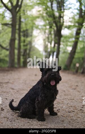A black Scottish Terrier dog sitting in the middle of dirt road in the forest Stock Photo