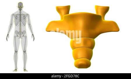 Human Skeleton Vertebral Column Coccyx or tail bone Anatomy 3D ...