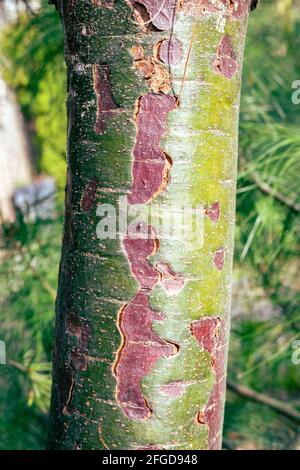 Beautiful textured and colored trunk of a pine tree (Himalayan pine or Pinus wallichiana). Stock Photo