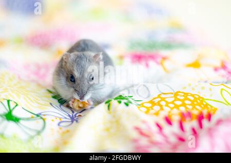 Cute winter white dwarf hamster (Phodopus sungorus), also known as the Russian, Djungarian, striped or Siberian dwarf hamster - sits on a colored cott Stock Photo