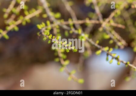 Larch tree cones blossom in spring, nature background. Stock Photo