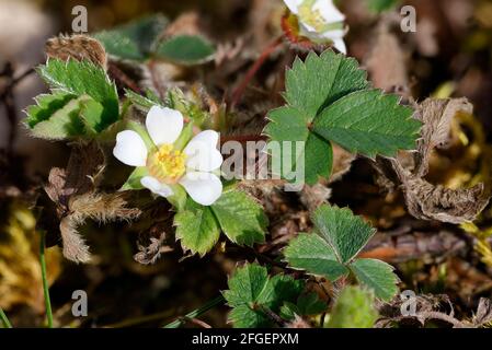 Barren Strawberry - Potentilla sterilis, Flower & Leaves Stock Photo