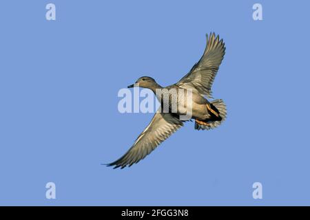 Gadwall in flight Anas strepera Norfolk, UK BI002243 Stock Photo