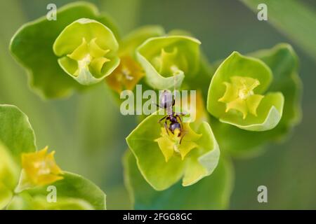 Single ant on Myrtle spurge plant (Euphorbia myrsinites) in green meadow. Stock Photo
