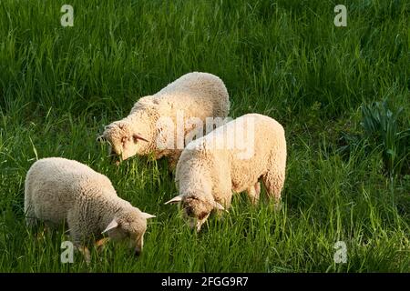 Flock of sheep grazing in the meadow with tall grass during sunset. Stock Photo