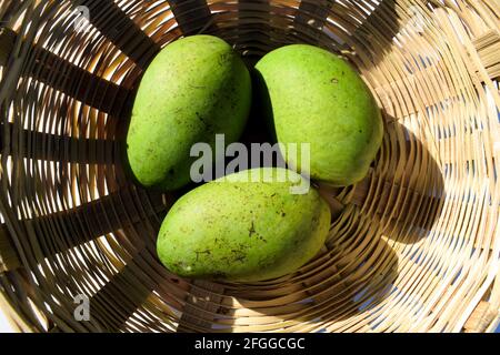 Fresh raw green Mangoes in basket from India Asian. Asian raw unripe green organic mango in wicker basket. plucked fresh Stock Photo