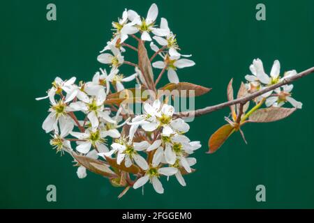 Amelanchier lamarckii flowers green background Stock Photo